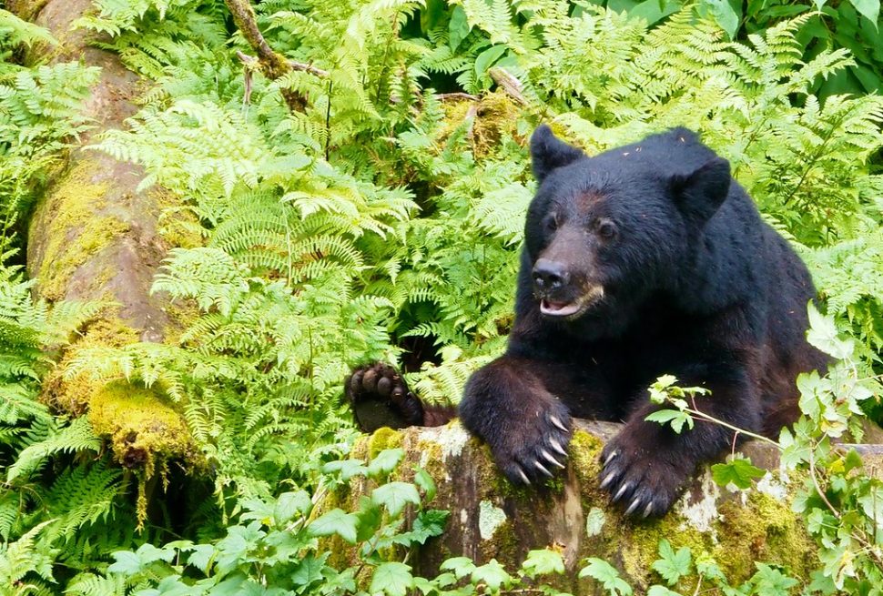 A black bear resting its paws on a mossy log among ferns