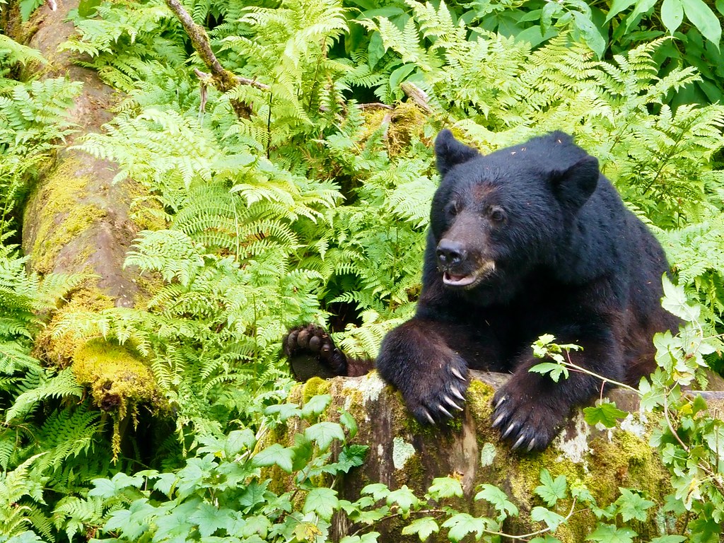 A black bear resting its paws on a mossy log among ferns