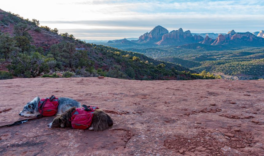 Camping With Your Dog on Public Lands: Leash Rules and Where Dogs Can Go