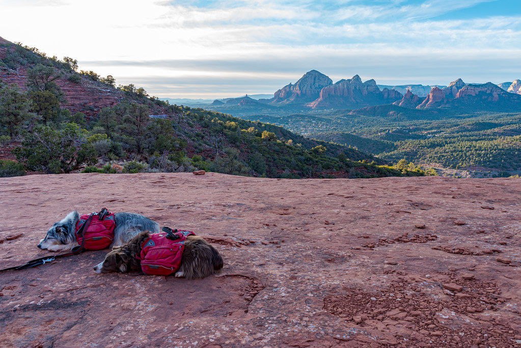Two dogs wearing red packs resting on red sandstone above a forested valley