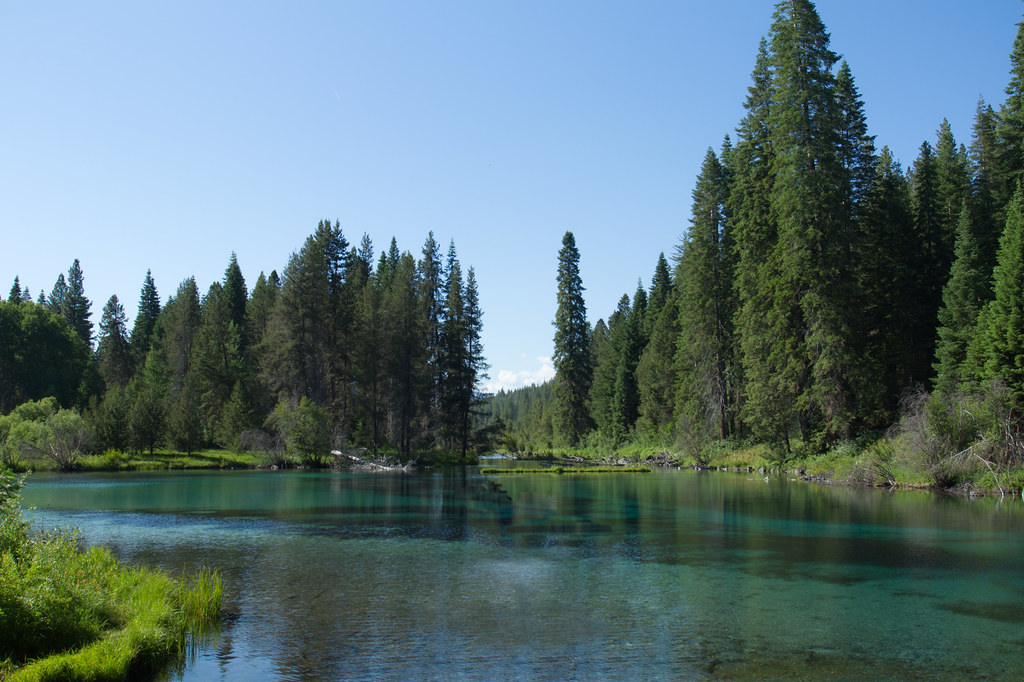 Clear blue-green river water flowing past tall conifers
